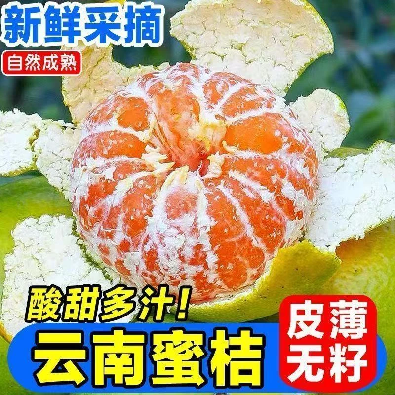 正宗云南无籽青皮蜜橘酸甜可口新鲜采摘当季水果5斤