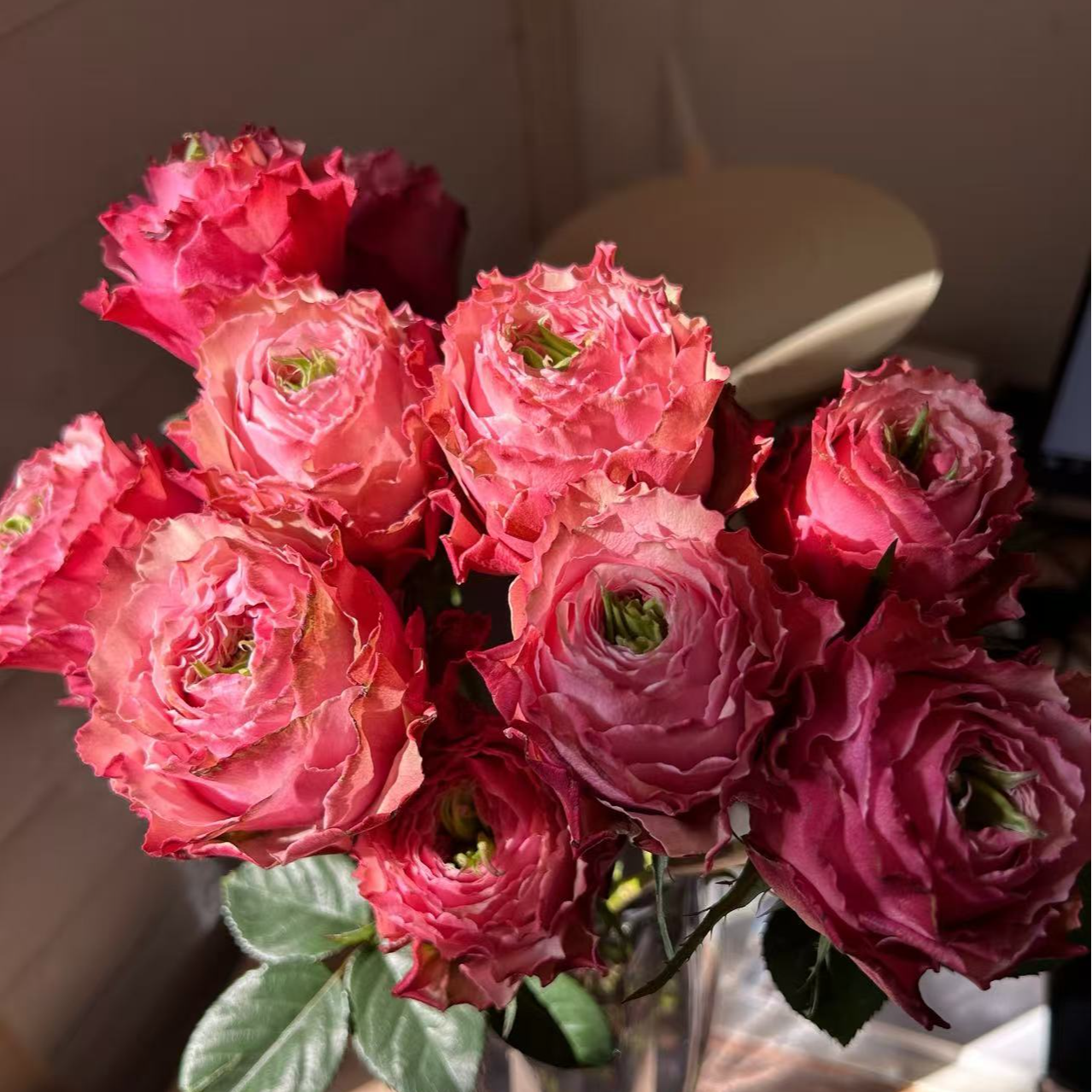 伯利兹玫瑰-单头玫瑰-收到花第一时间醒花