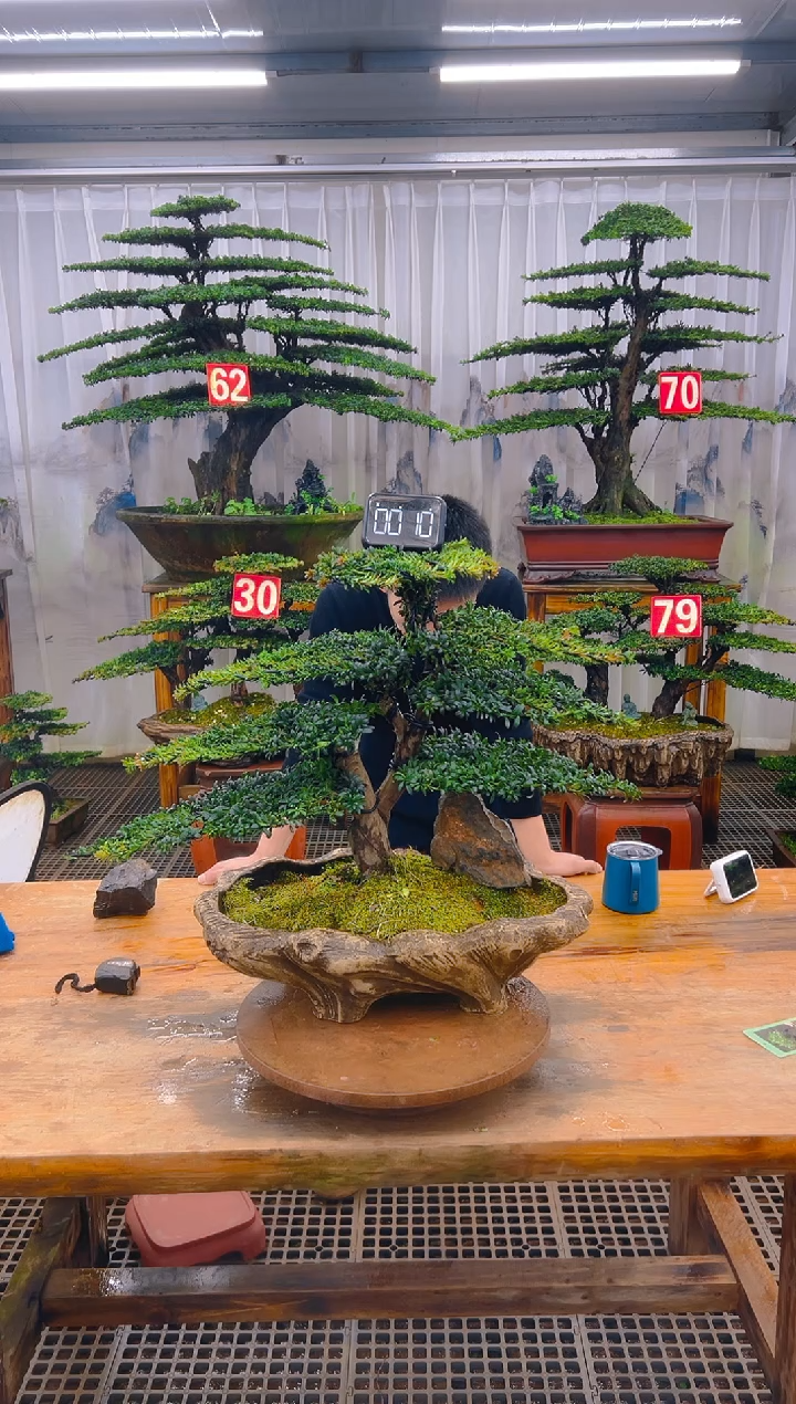 无花朵精品盆景直播间一物一拍