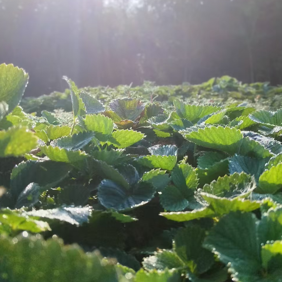 优质精品随机裸根草莓苗易活好养新鲜好苗【无售后】