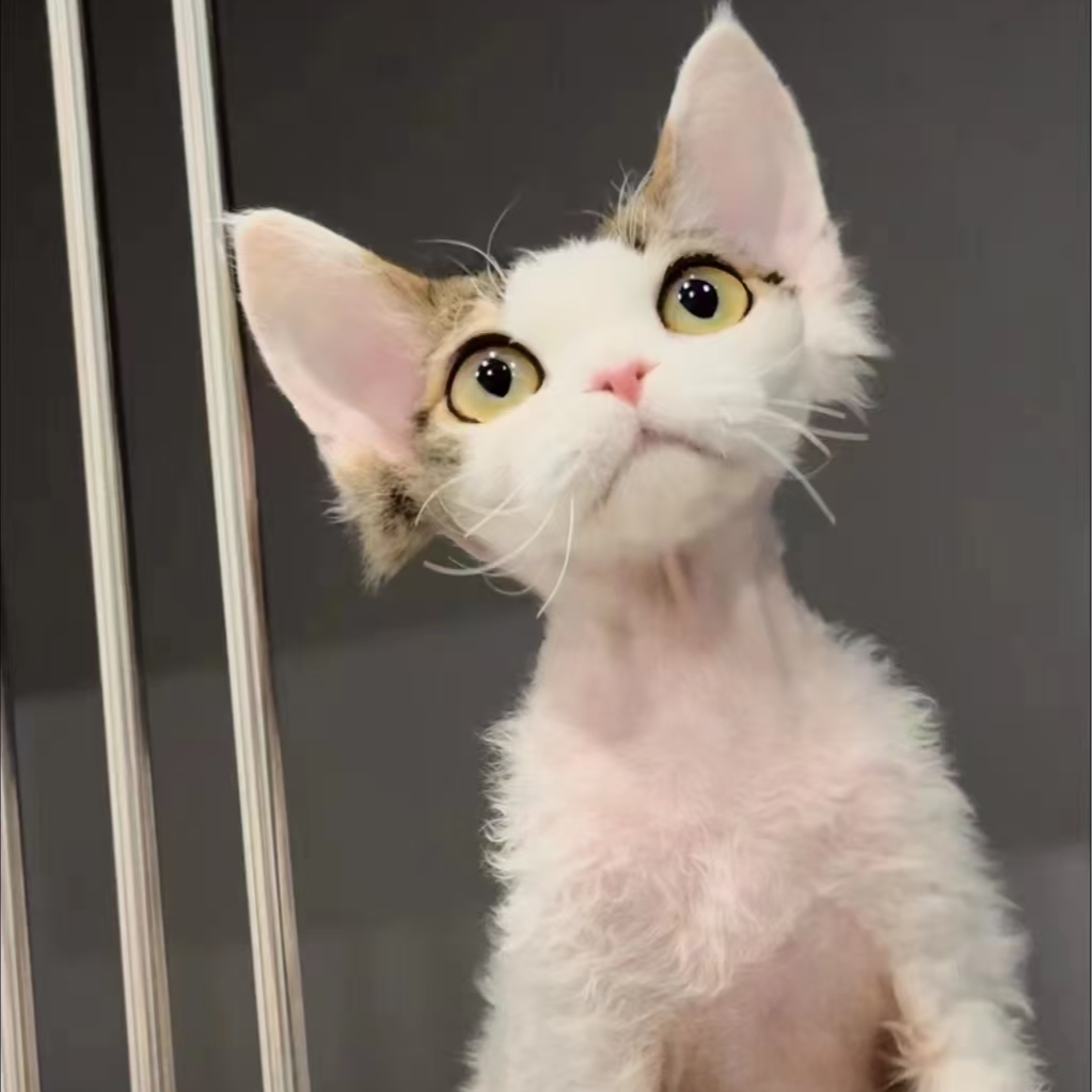 【猫猫萌宠】活体宠物