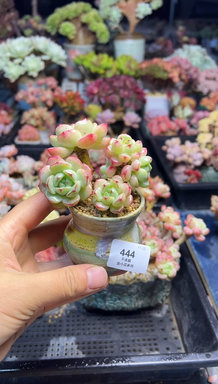 涵**媛444         不带盆