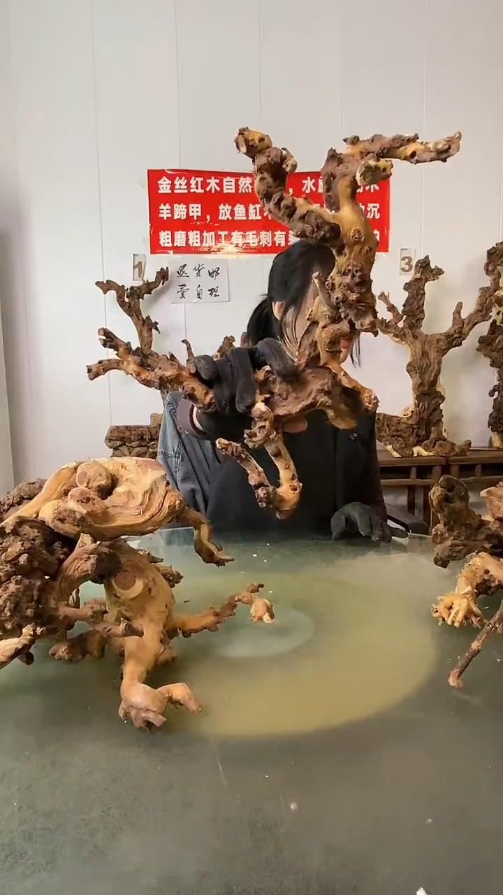 木灵****》金丝红木  羊蹄甲