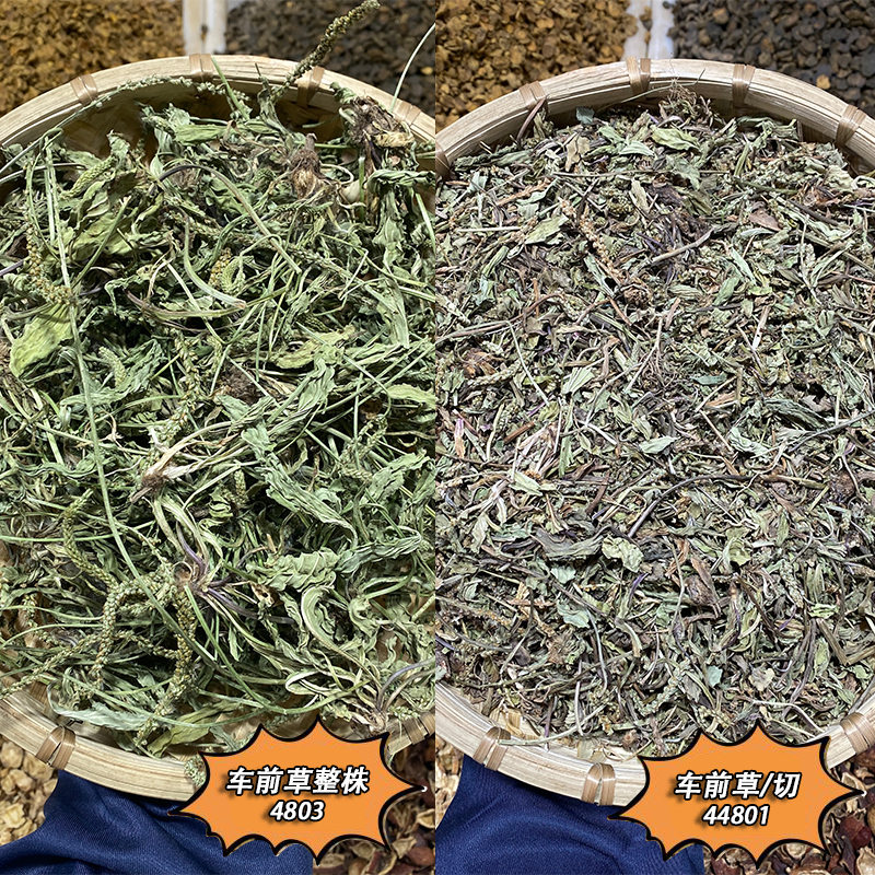 车前草中药材干车前草野生茶新鲜干货车前草泡水专用抓喝车前草粉