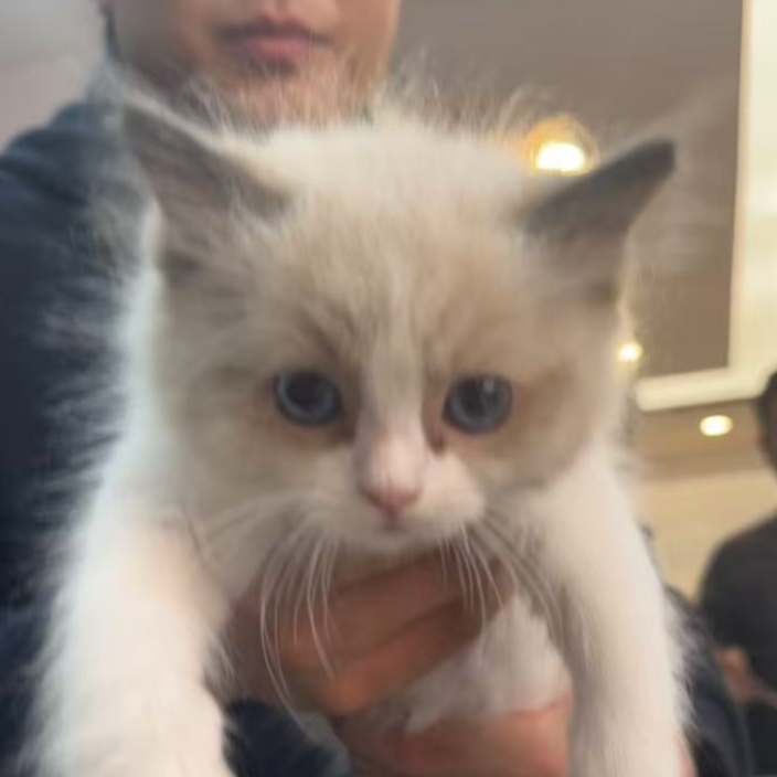 来了姊妹-海双布偶猫 妹妹 55