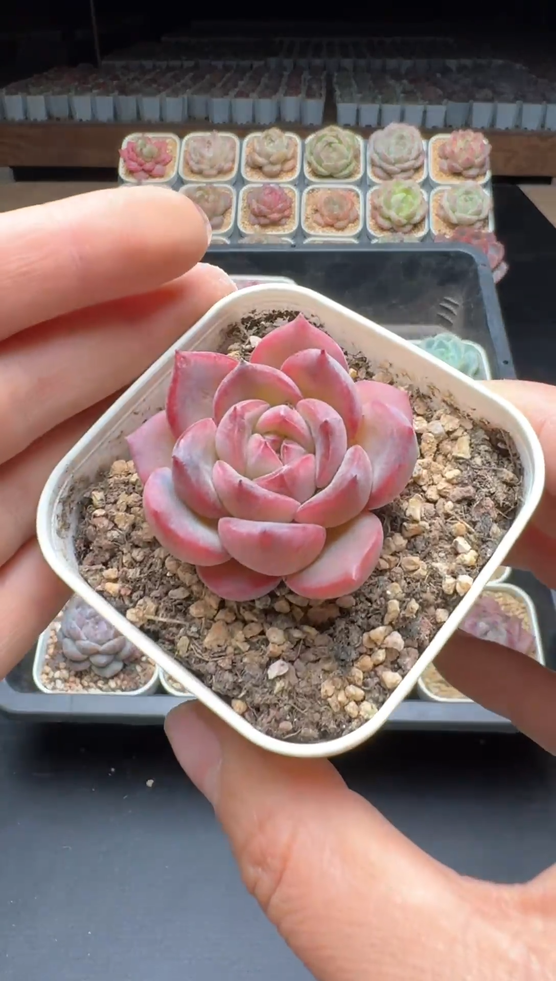 【闪购商品】732号一物一拍珍妮多肉花卉植物3颗起发