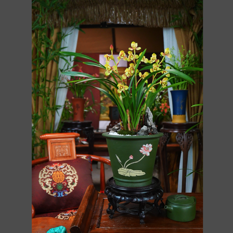 建兰 金色荷瓣 【金秋】带花苞 配民国绿紫砂花盆 室内好养活兰花