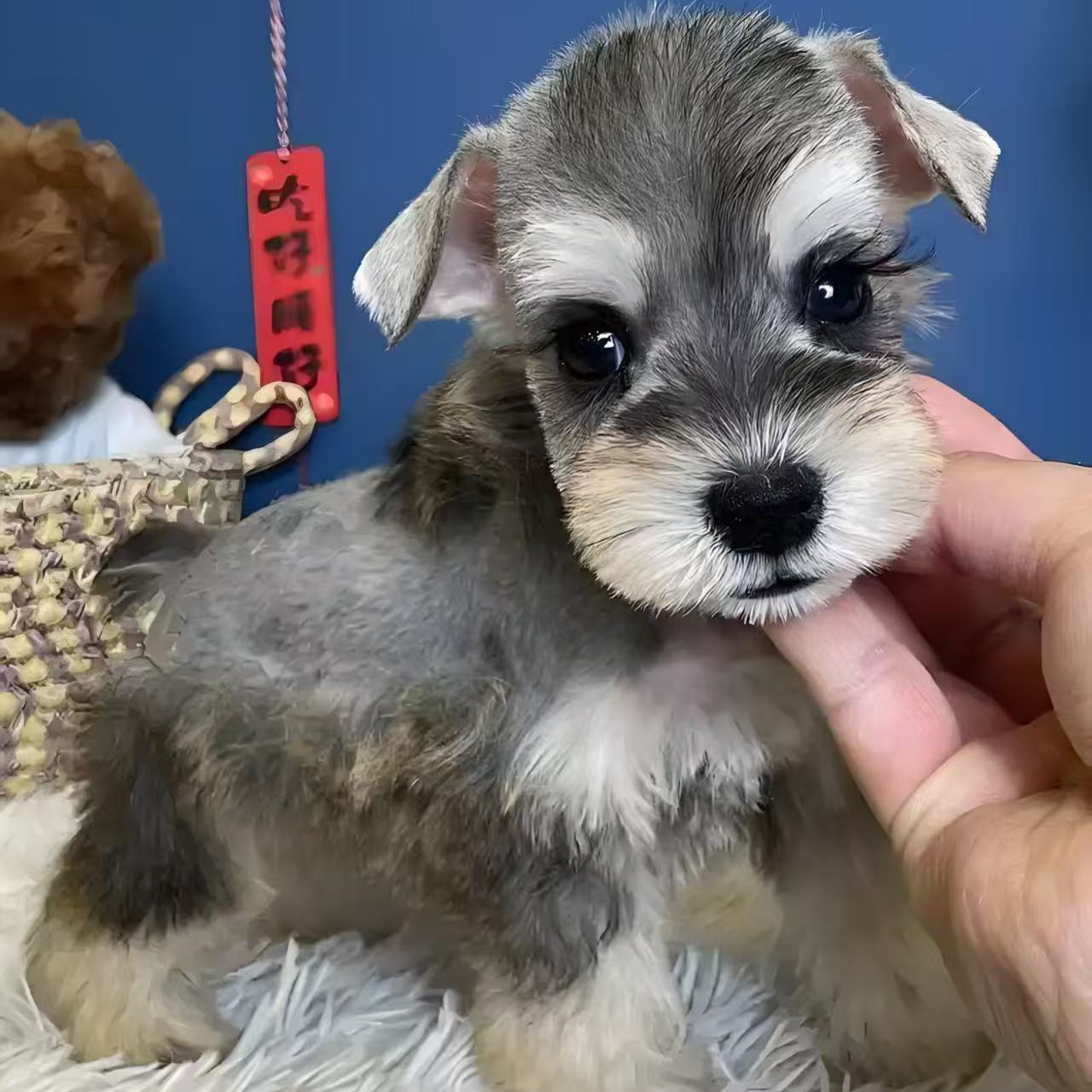 （小多米姐姐家）狗狗活体