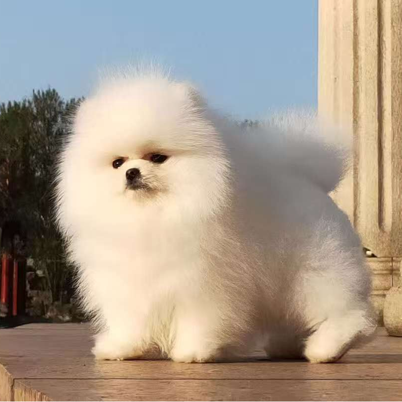 混血博美幼犬茶杯犬超萌活体链接