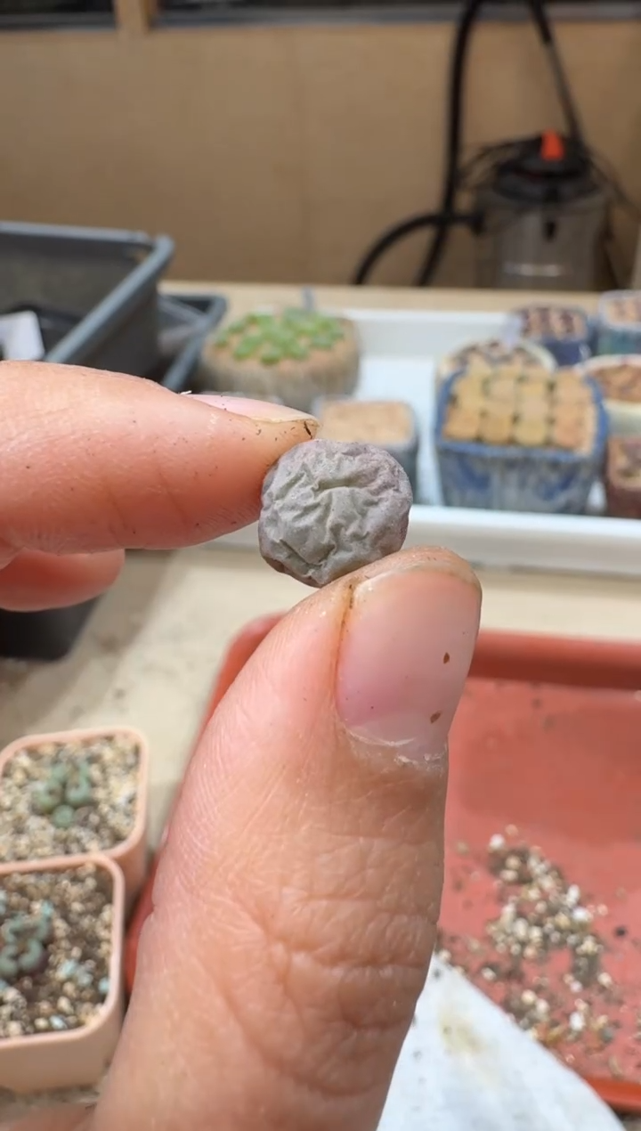 多肉植物肉锥2-390