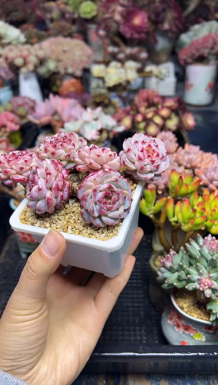 @****多861              不带盆