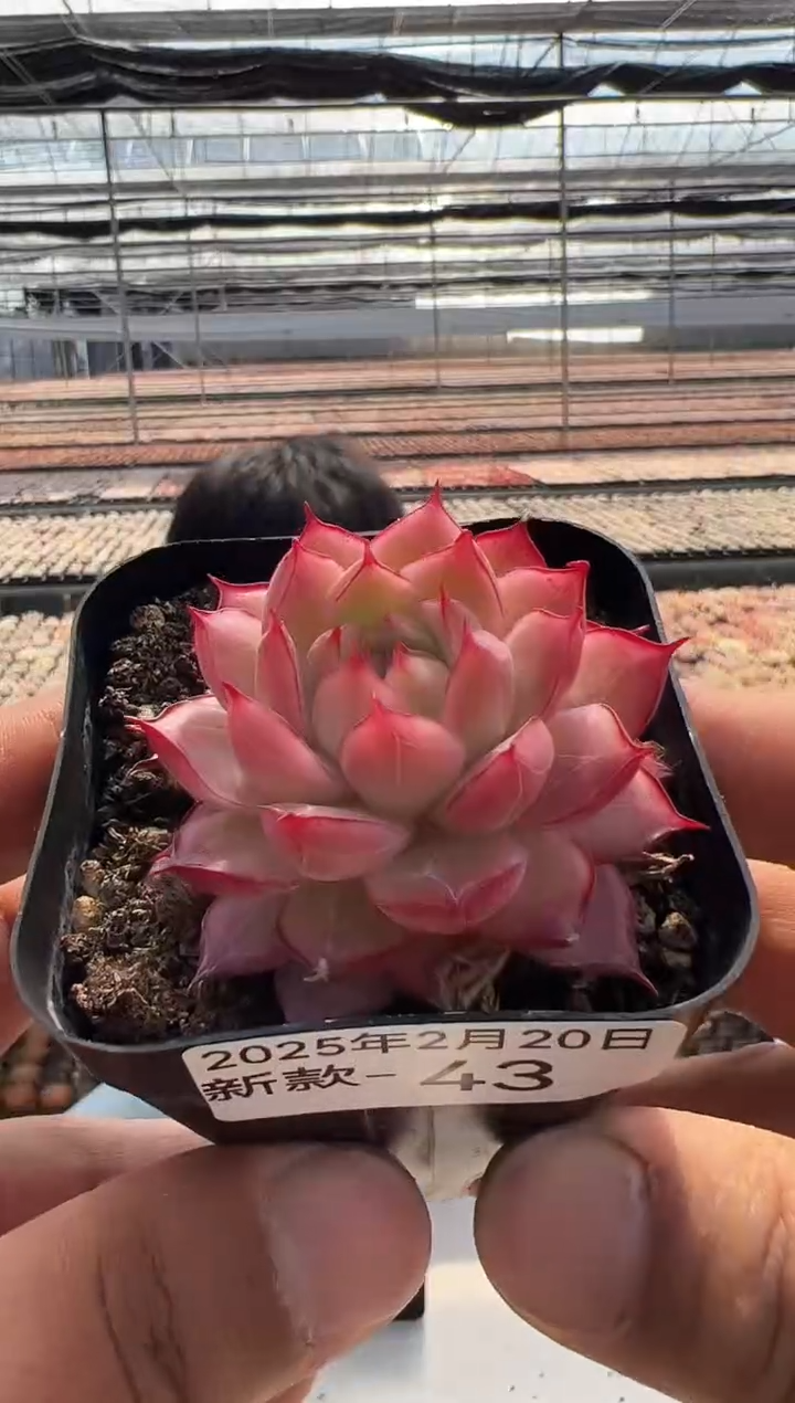 【闪购商品】新款多肉-43