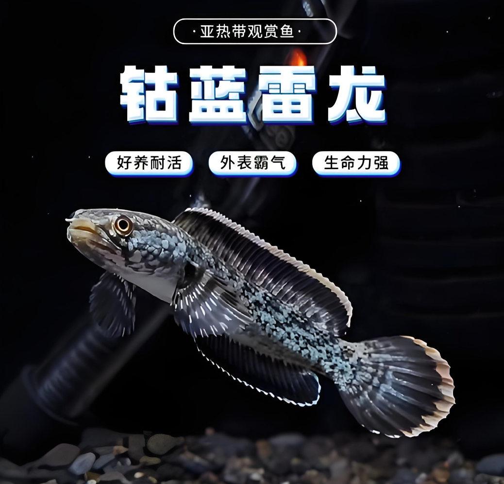 【钴蓝】钴蓝雷龙 白+黑 高级素雅美 雅俗共赏 耐看型