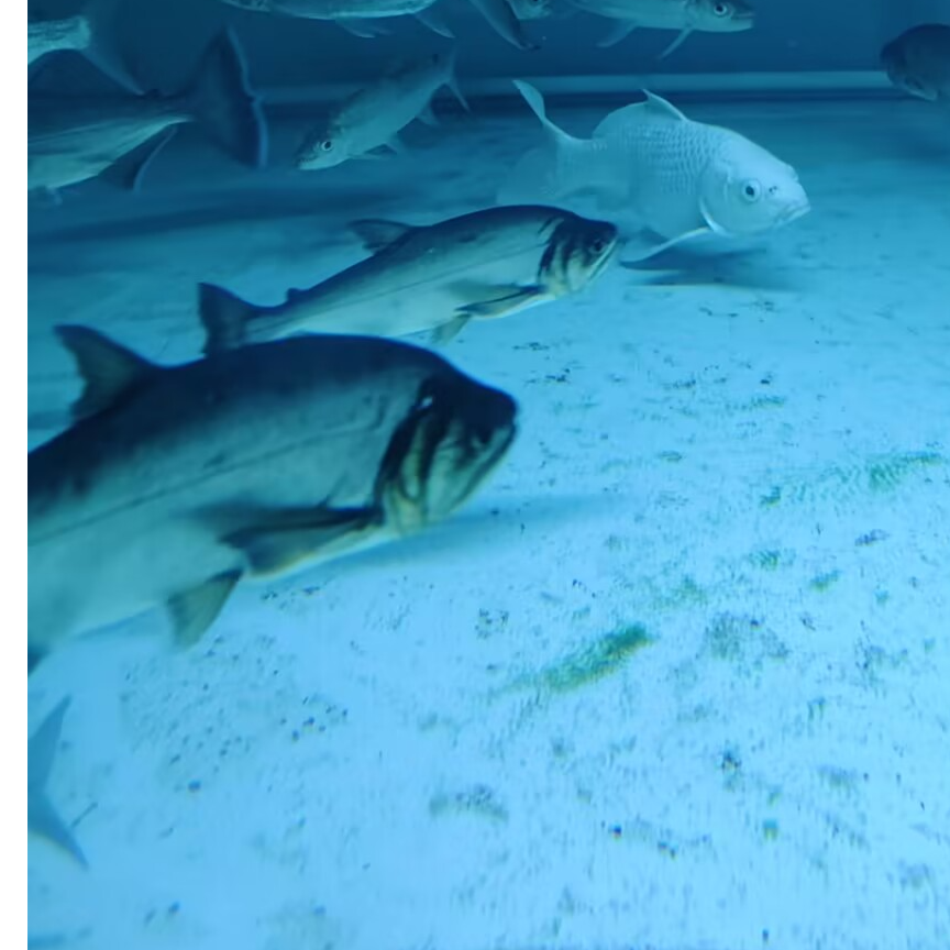 巨爆牙鱼加拉辛白金猛鱼黄金猛鱼哥伦比亚巨暴活体观赏淡水鱼