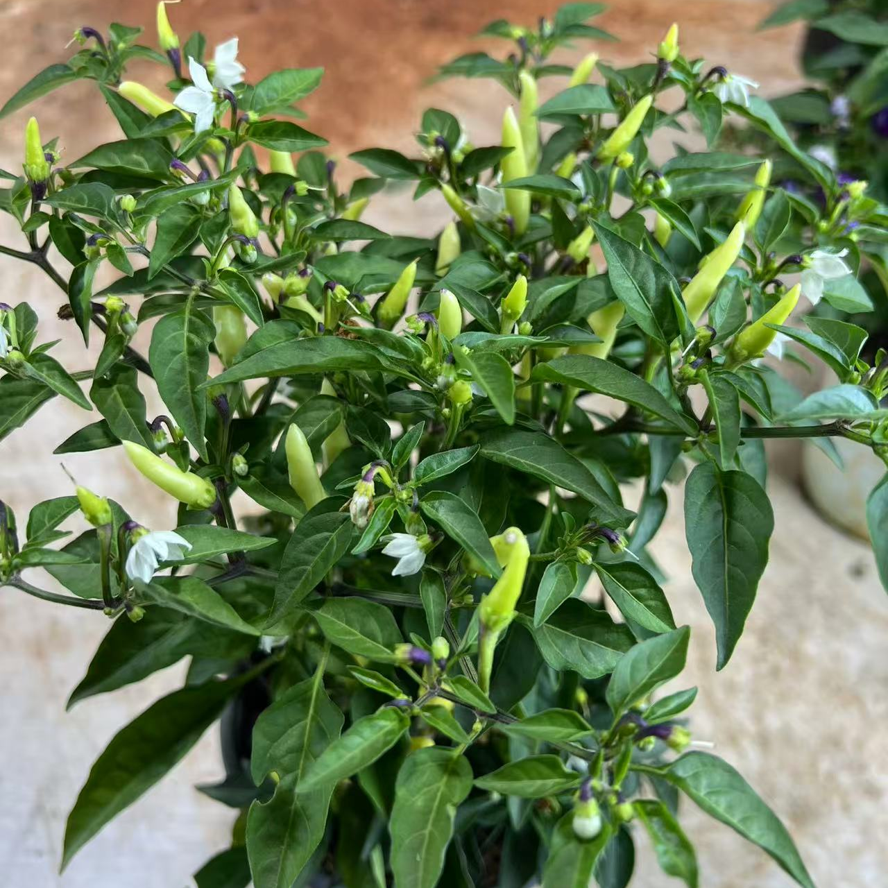 兰花指辣椒苗四季阳台盆栽地栽