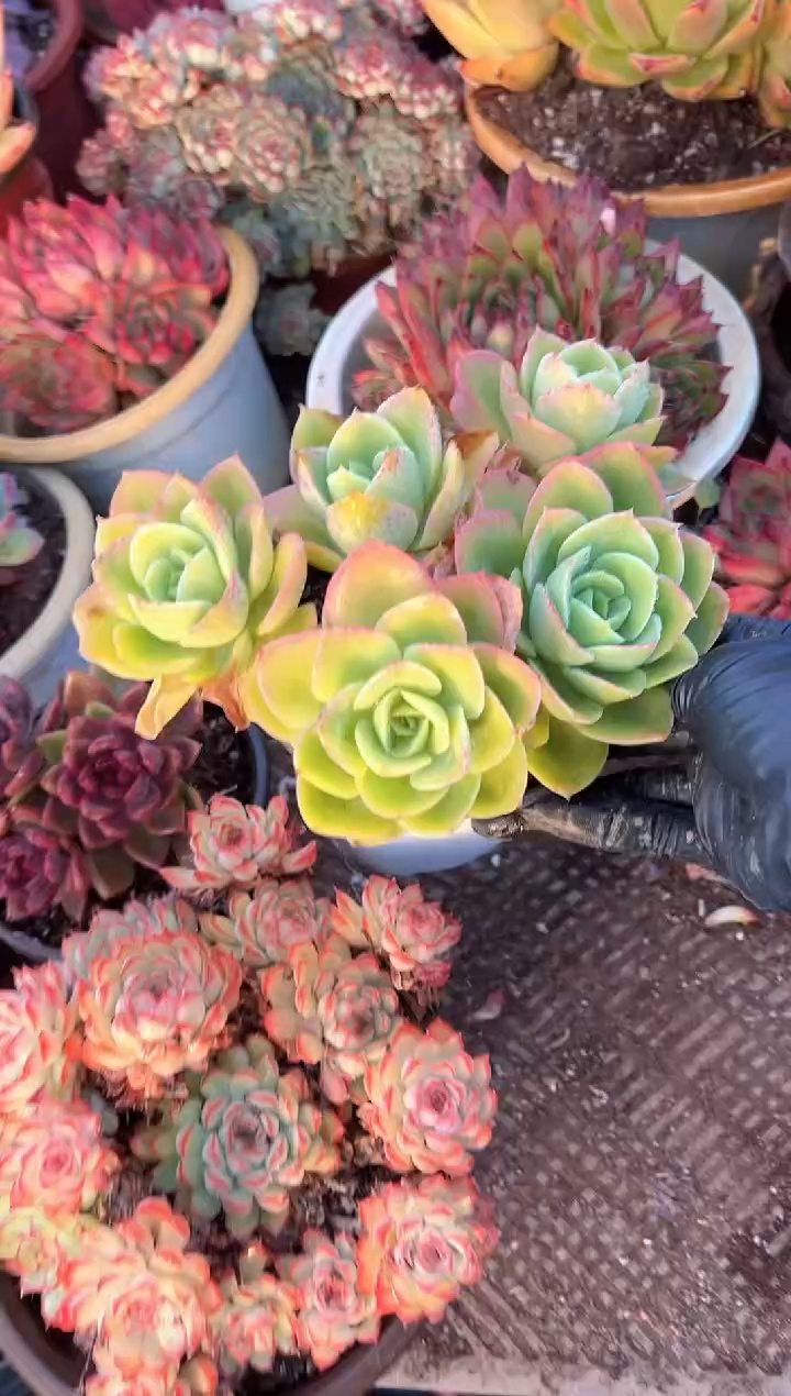郭*多肉植物一物一拍30306