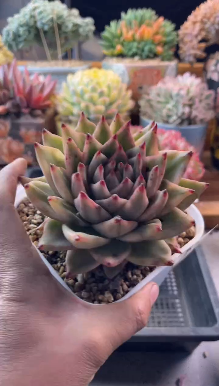 28乌木锦11111111111111111111