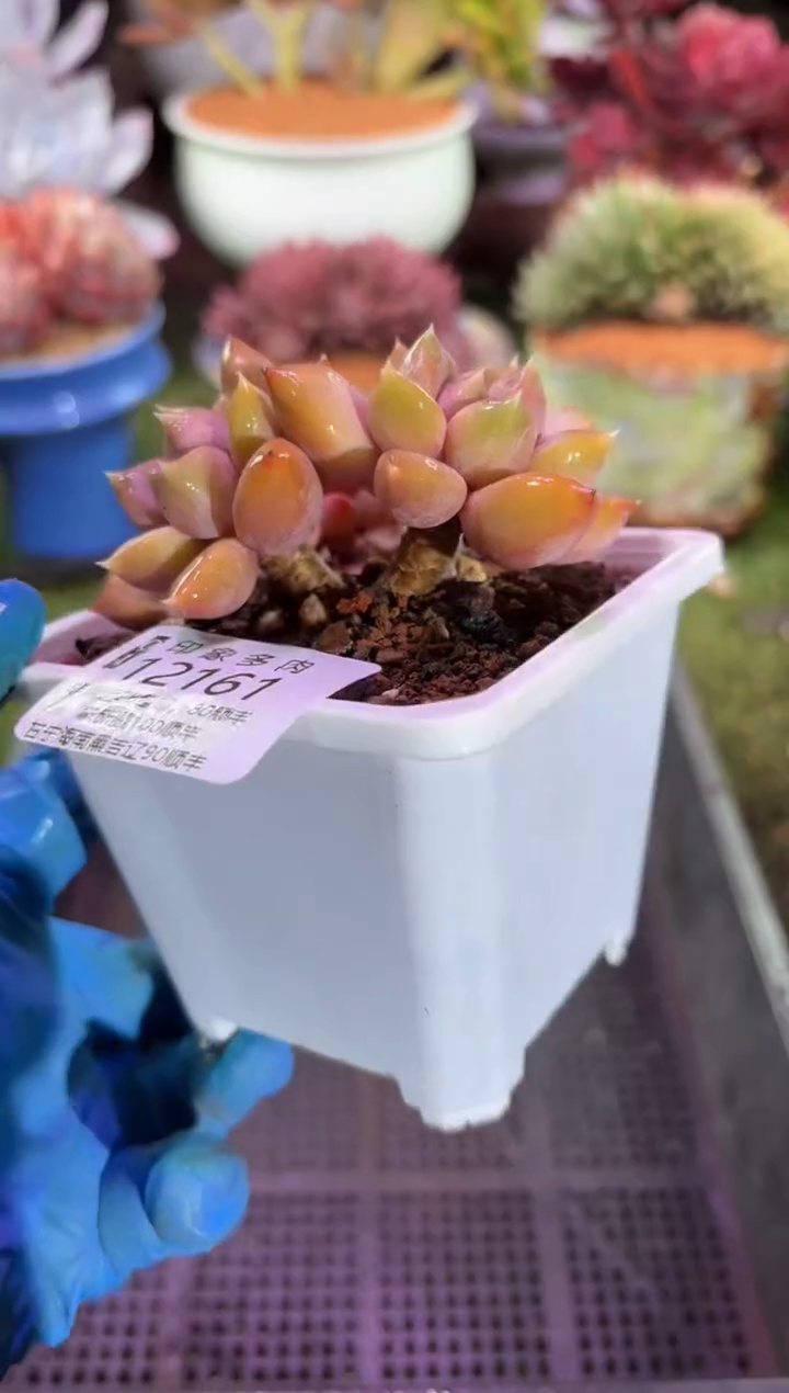 【闪购商品】12161