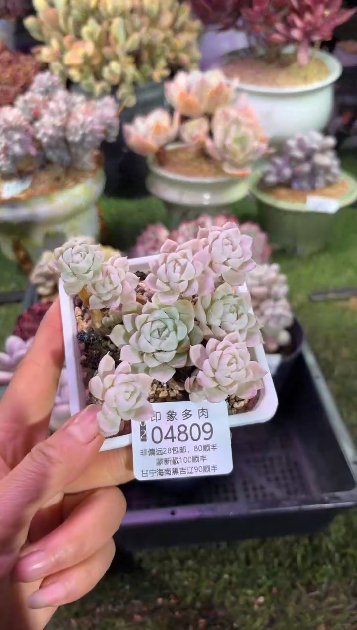 【闪购商品】04809