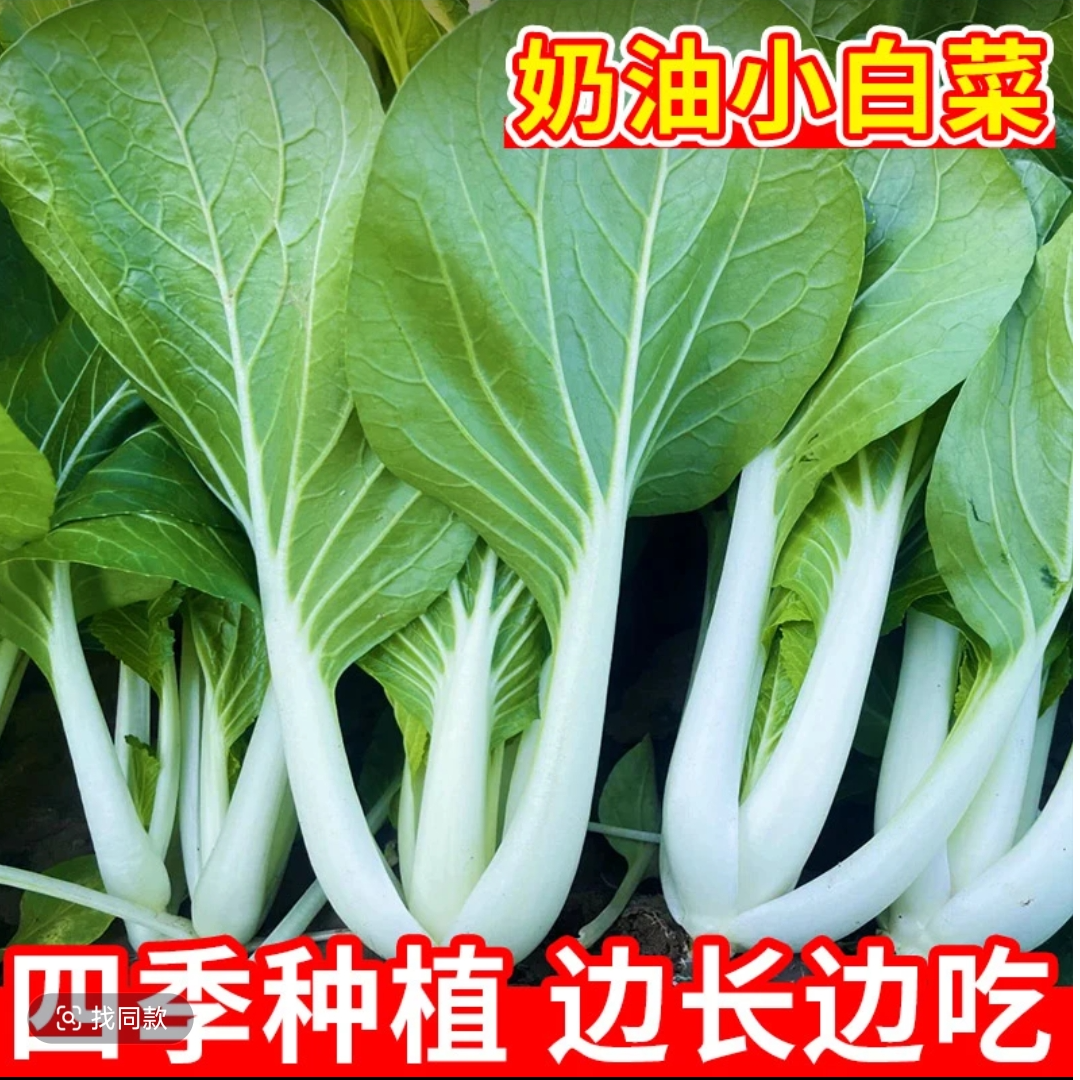 四季奶油小白菜种子耐热耐寒白杆白梗白菜阳台盆栽蔬菜种子秋播