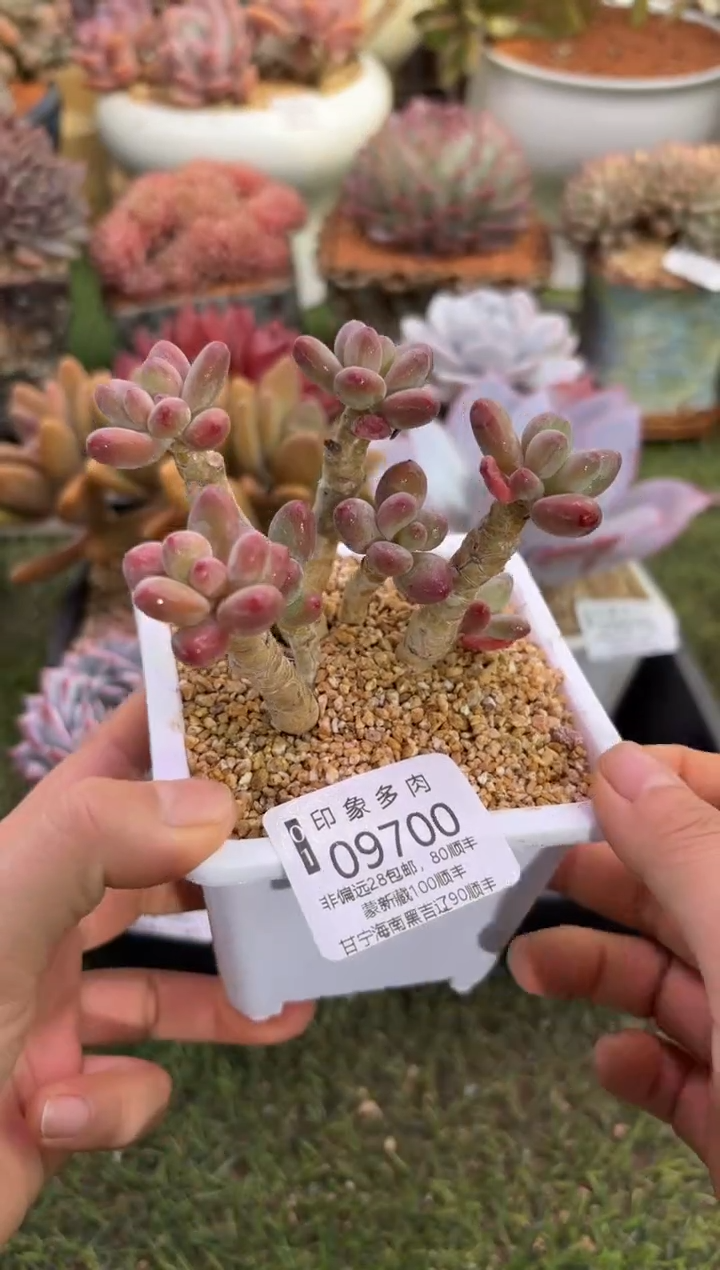 【闪购商品】09700