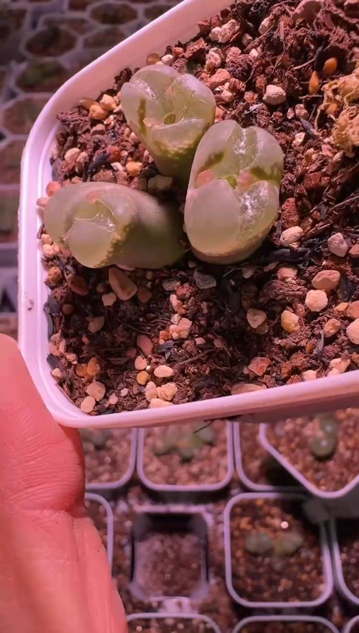 美****堡多肉植物肉锥3-457