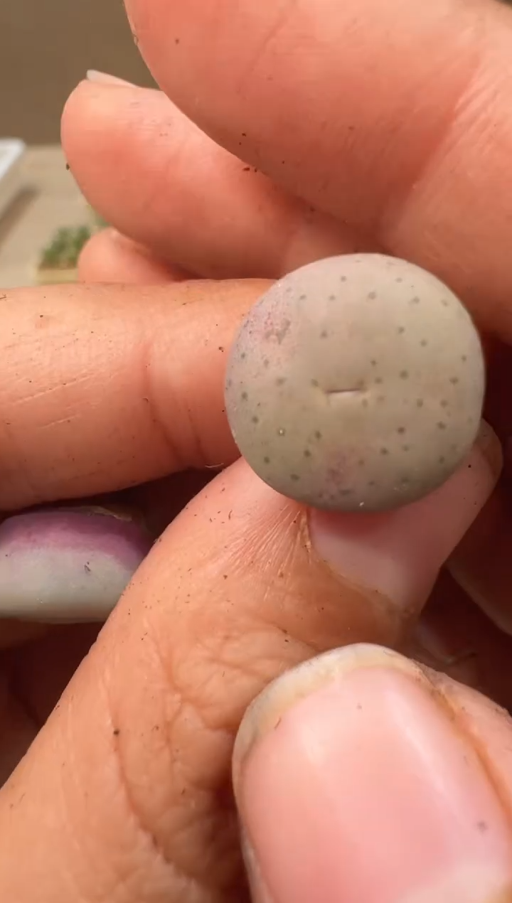 26-11多肉植物肉锥奶油嘴