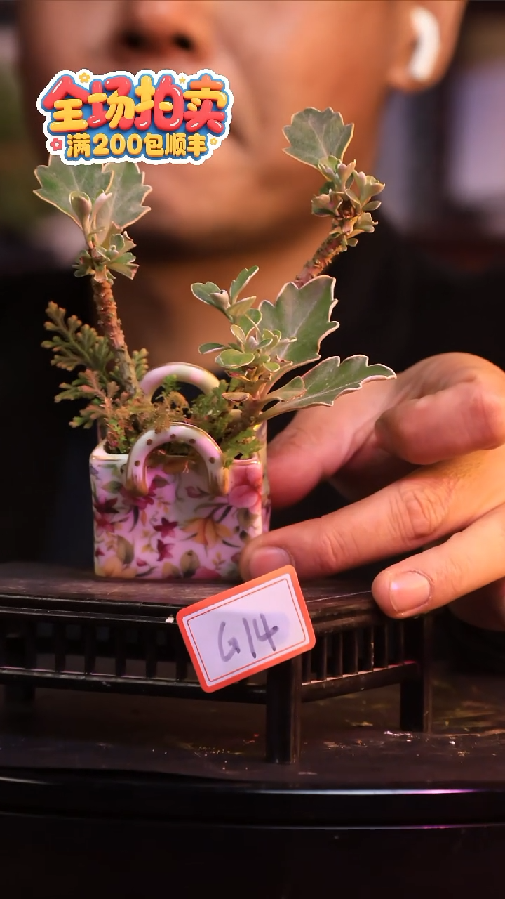 完全开放G14草本植物 不包邮