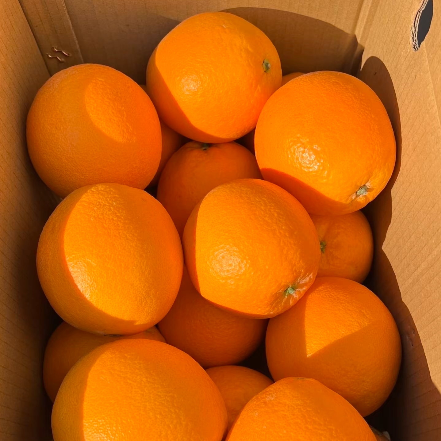 正宗云阳纽荷尔皮薄肉厚脆甜多汁维C果园直发新鲜水果