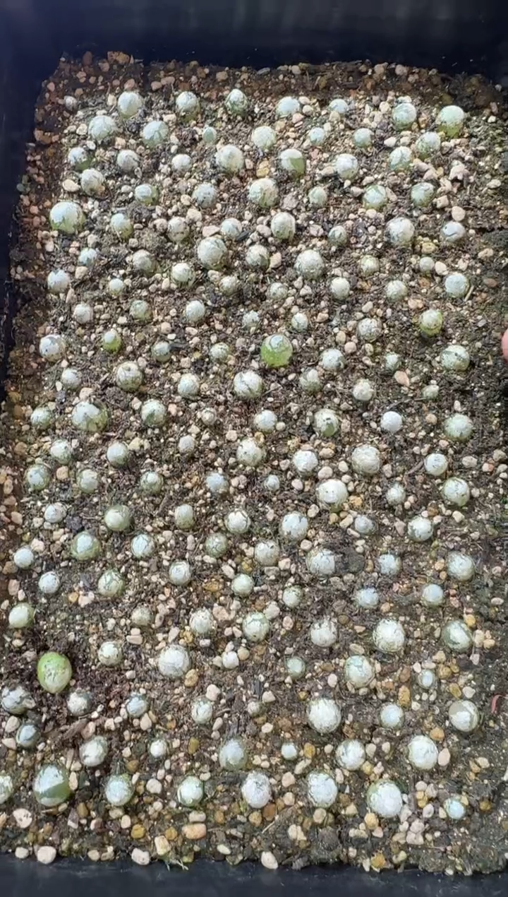 9-294多肉植物肉锥哈默灯泡一颗