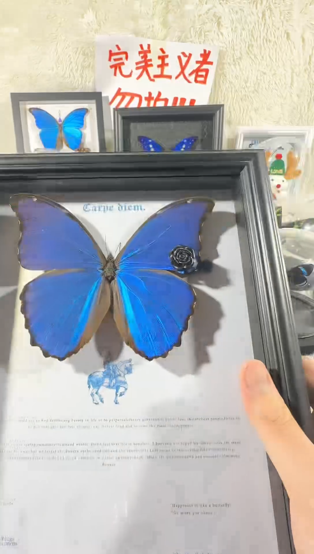 木大蓝闪蝶骑士款  