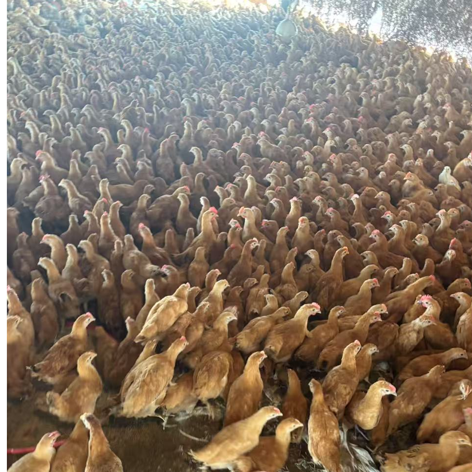 苏禽散养脱温土鸡