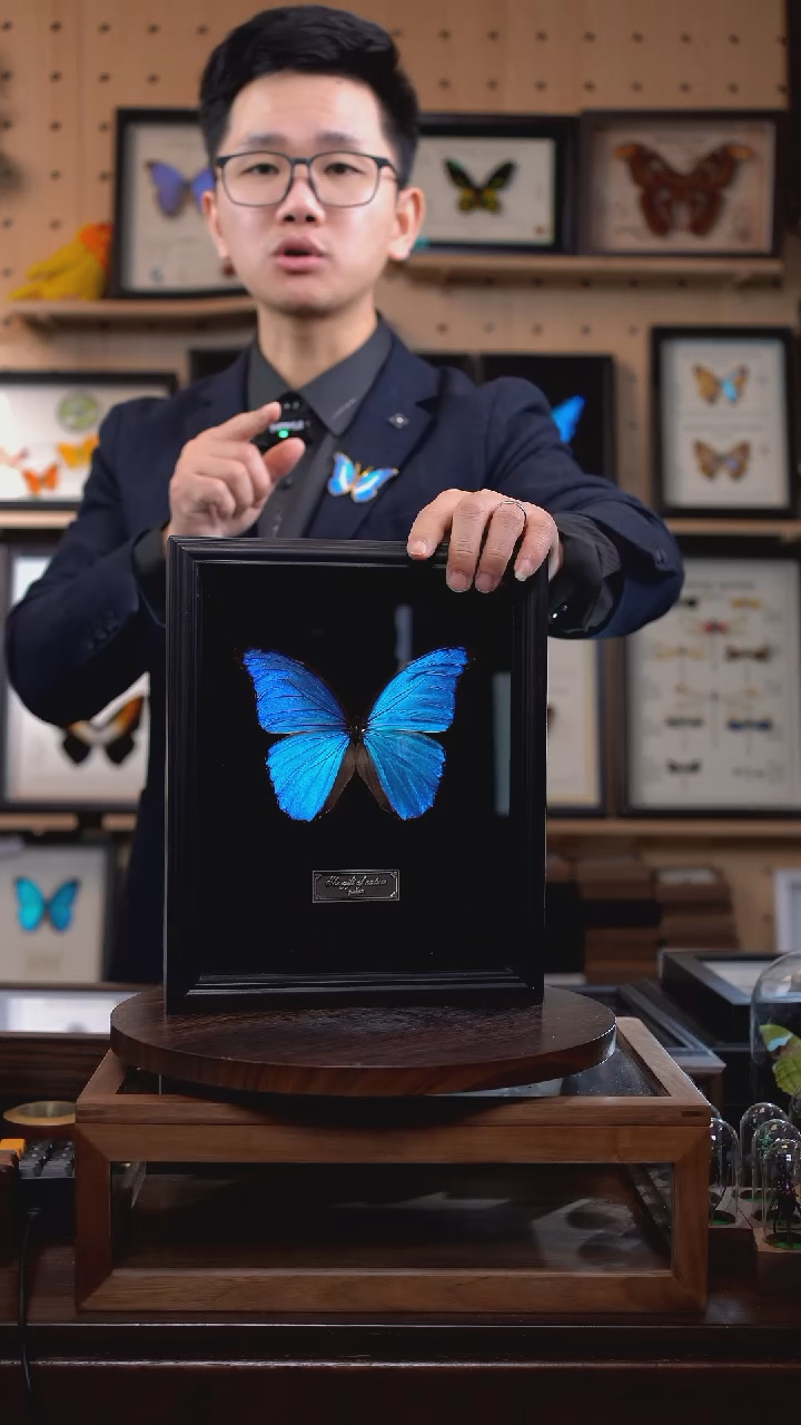 大蓝闪蝶黑绒底版10寸欧式框（带证书）