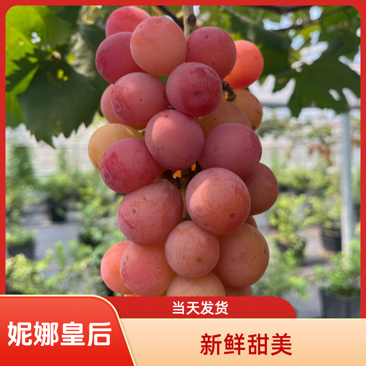粉黄妮娜皇后粉黄新鲜葡萄提子纯甜无酸产地直发【顺丰包邮】