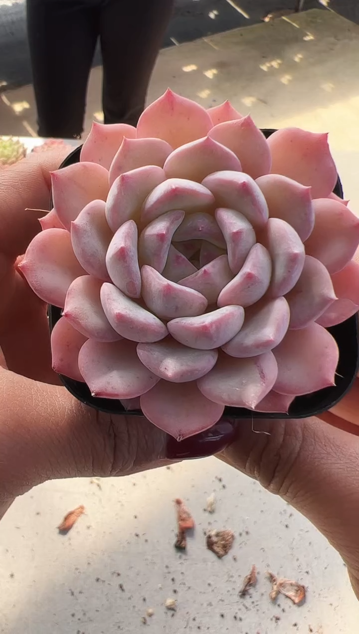 【闪购商品】吉光梦-1