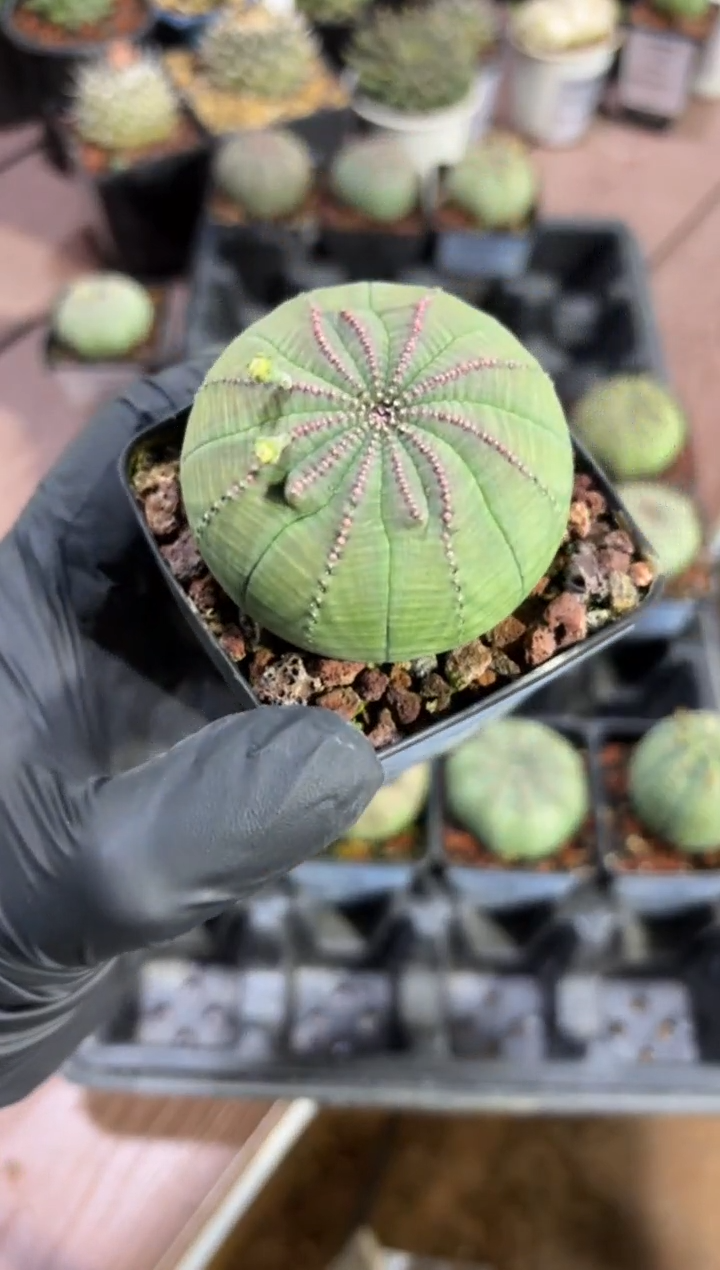 布纹球大戟FD-1210