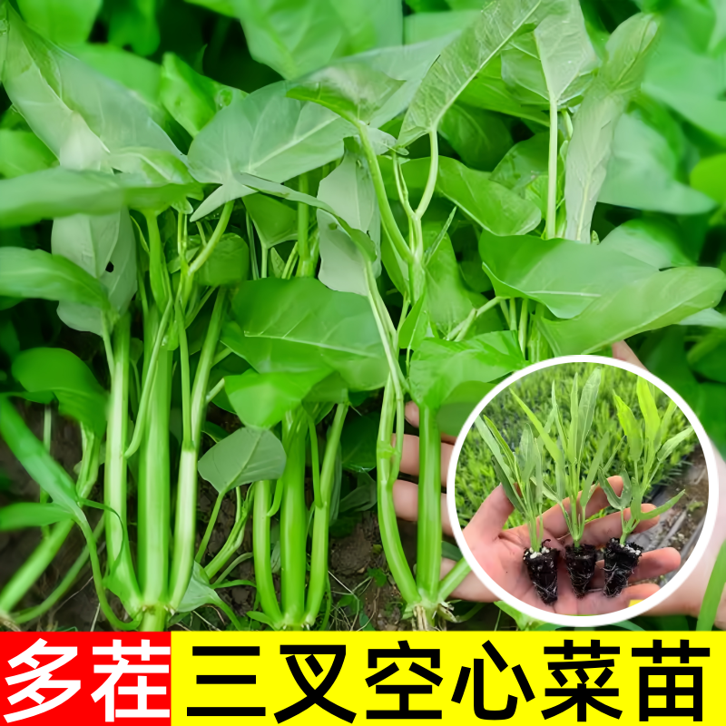 三叉空心菜秧苗空心菜通心青梗菜苗蔬菜苗阳台小院易栽易活
