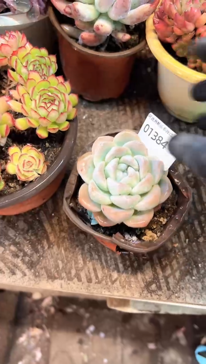 冲***丘多肉植物一物一拍01384