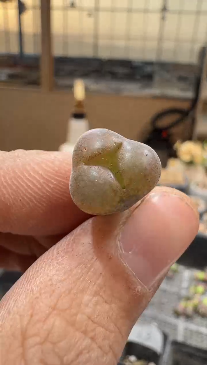 29-270多肉植物肉锥