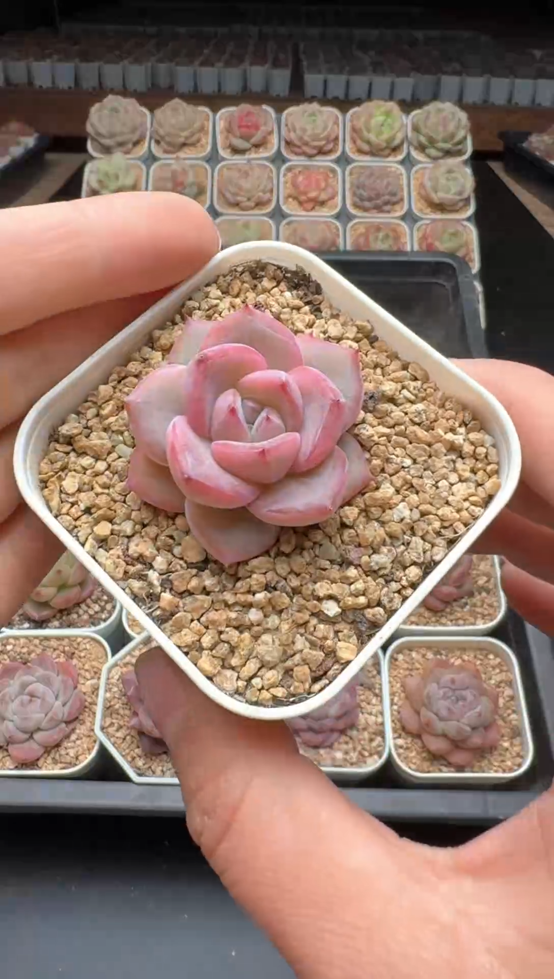 【闪购商品】249号一物一拍珍妮多肉花卉植物3颗起发