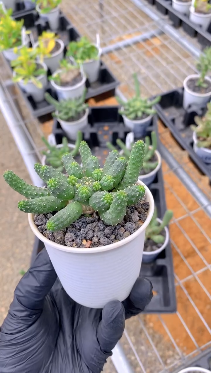 【闪购商品】阎魔大戟FB-565