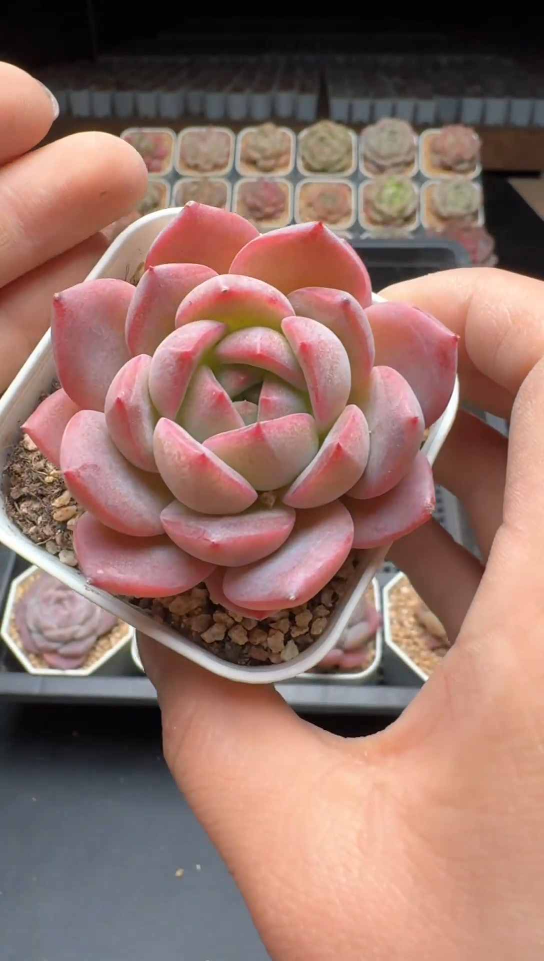 【闪购商品】765号一物一拍珍妮多肉花卉植物3颗起发