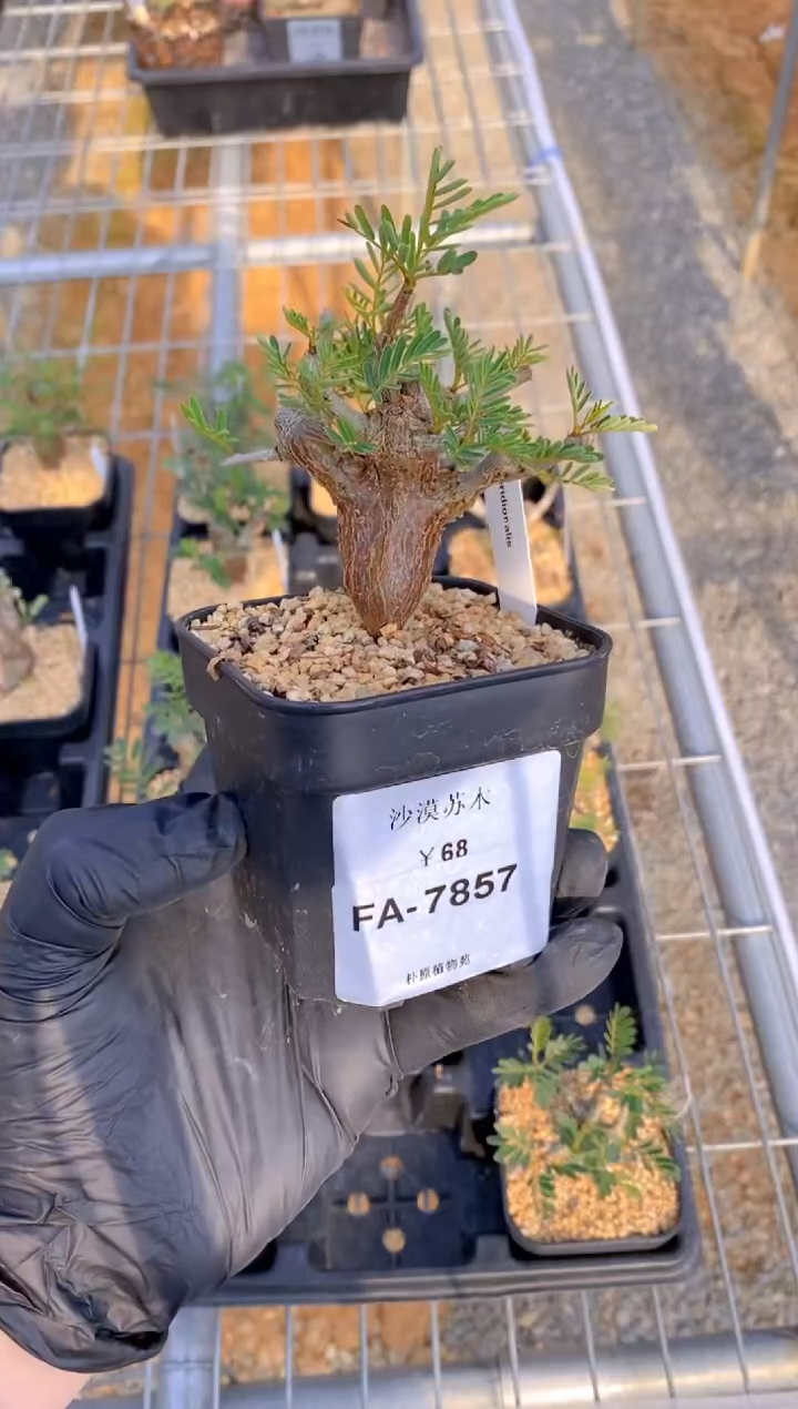 【闪购商品】沙漠苏木FA-7857