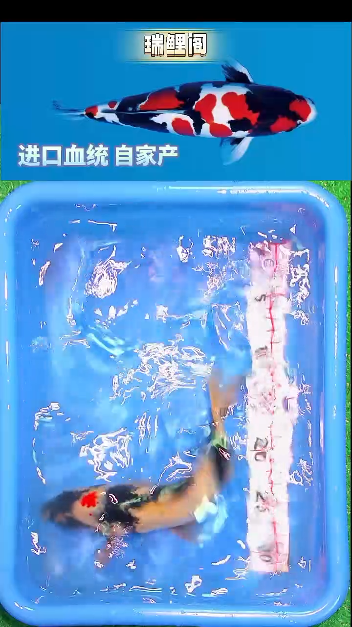 锦鲤瑞鲤阁精选-11