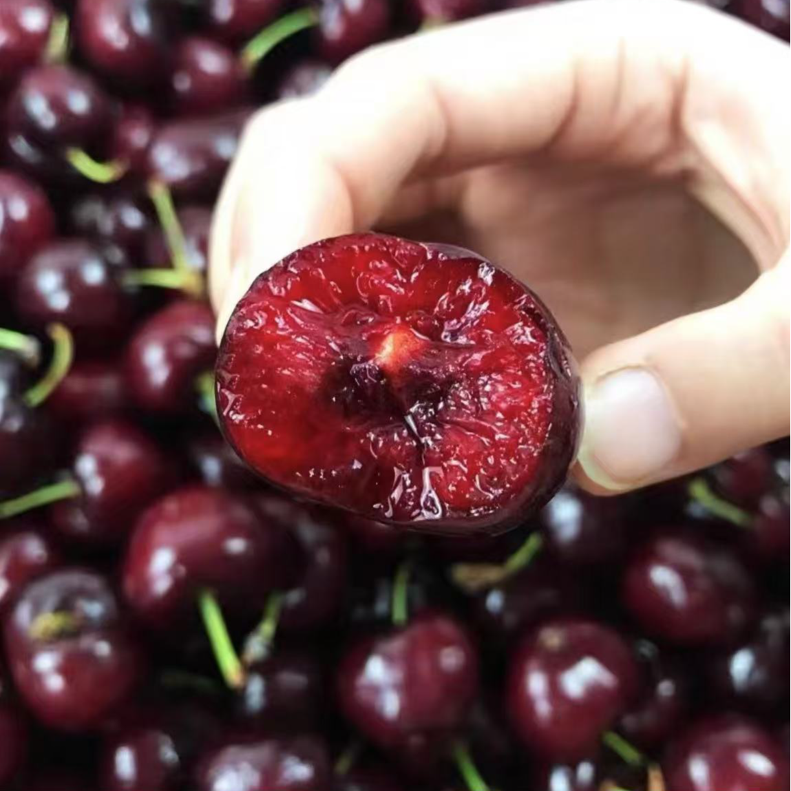 QX【原箱发货】智利进口海运车厘子5斤原箱桑提娜樱桃3JD内附果径卡