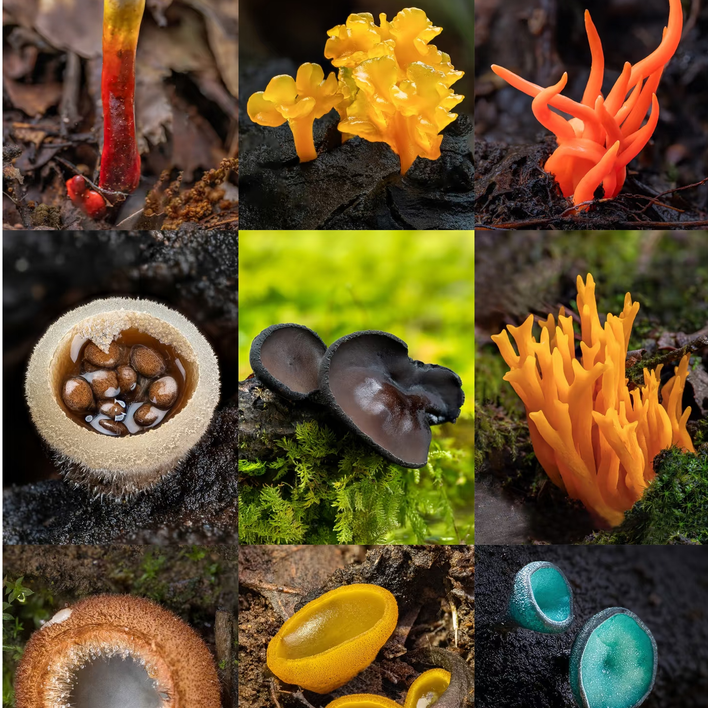 1【土特产-H-B】净含量3g-100g【阿虎现收】菌