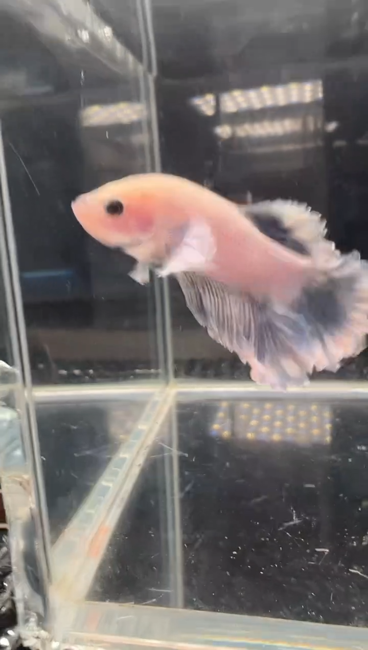 斗鱼斗鱼绣球大耳朵斗鱼