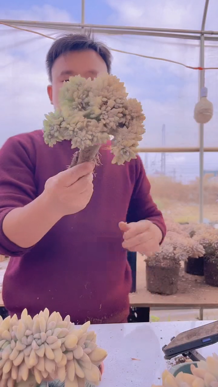 【闪购商品】缀化286