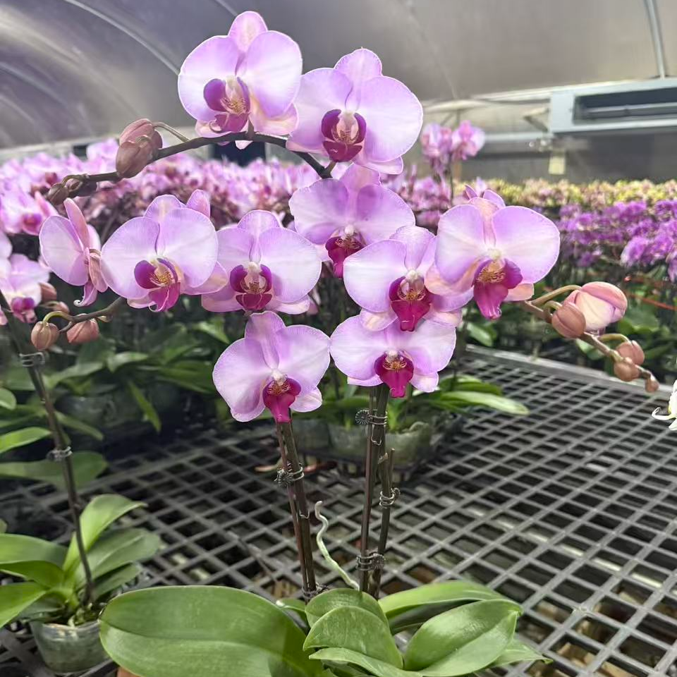 蝴蝶兰【杭州美人】4花剑 大花  室内花花 广州基地直发