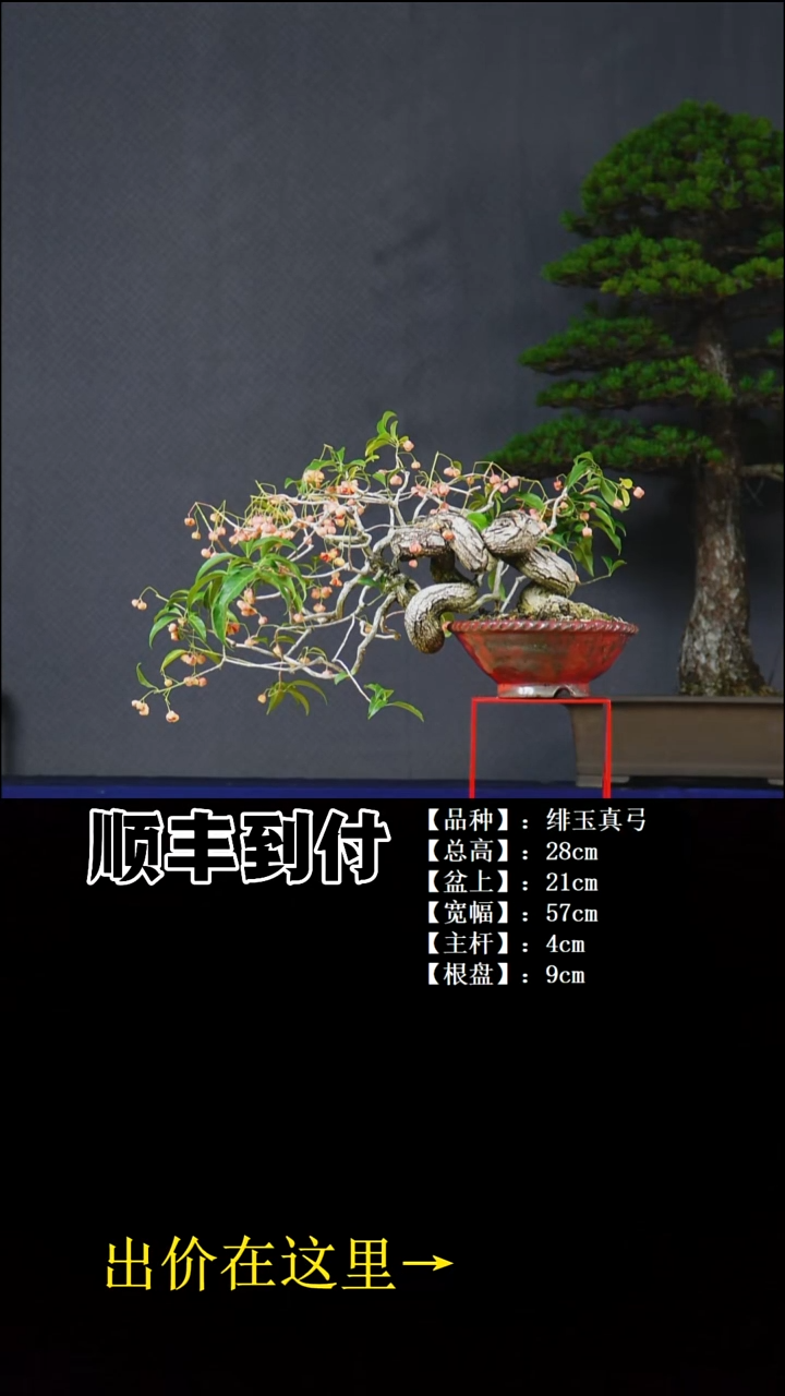 以实际为准?****财绯玉真弓